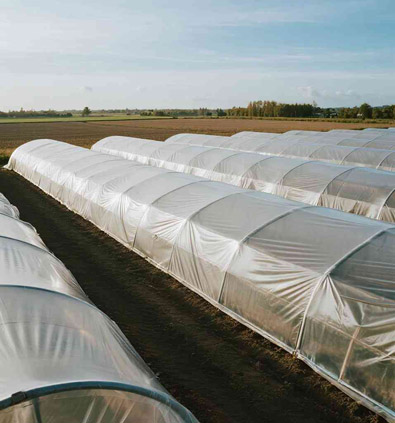 Agricultural greenhouses covered with PVC plastic sheeting in a field