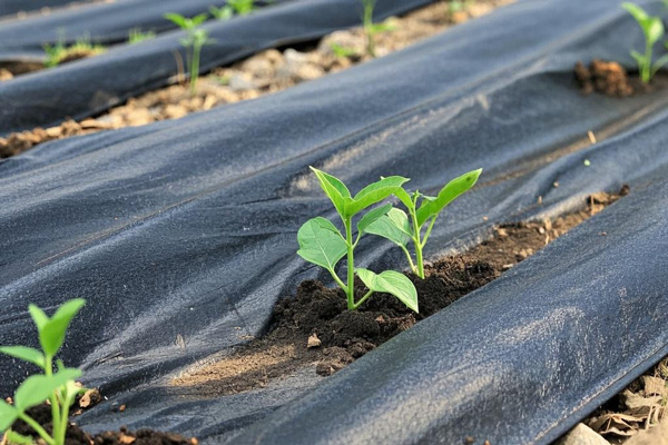 Seedling frost protection cloth shielding young plants from cold weather