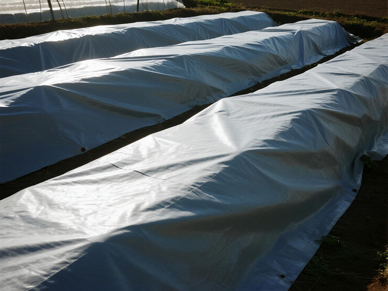 Farm worker applying freeze protection cover