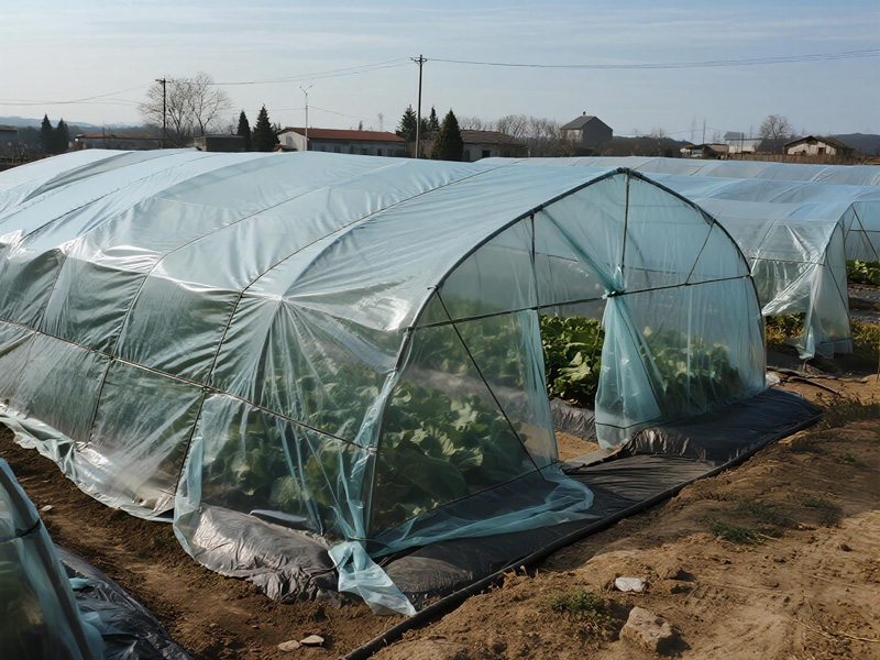 Protected crops after frost event