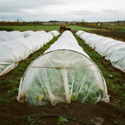 Row covers protecting young vegetable plants