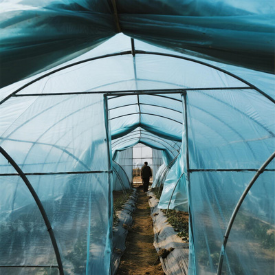 Freeze protection cover on strawberry plants