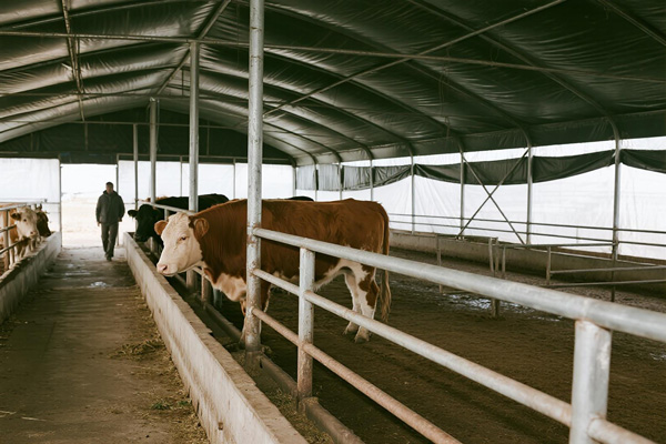 Cattle barn covered with PVC shelter tarp