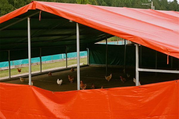 Poultry house with protective tarping