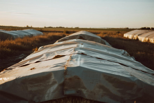 Large outdoor grain pile covered with protective PVC tarp in agricultural setting