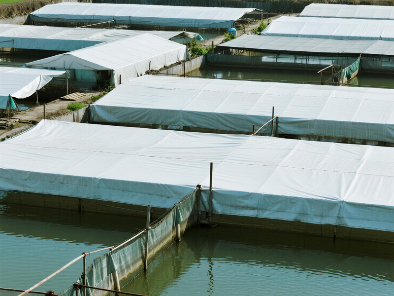 PVC aquaculture pond cover installed over fish farming pond creating shade structure