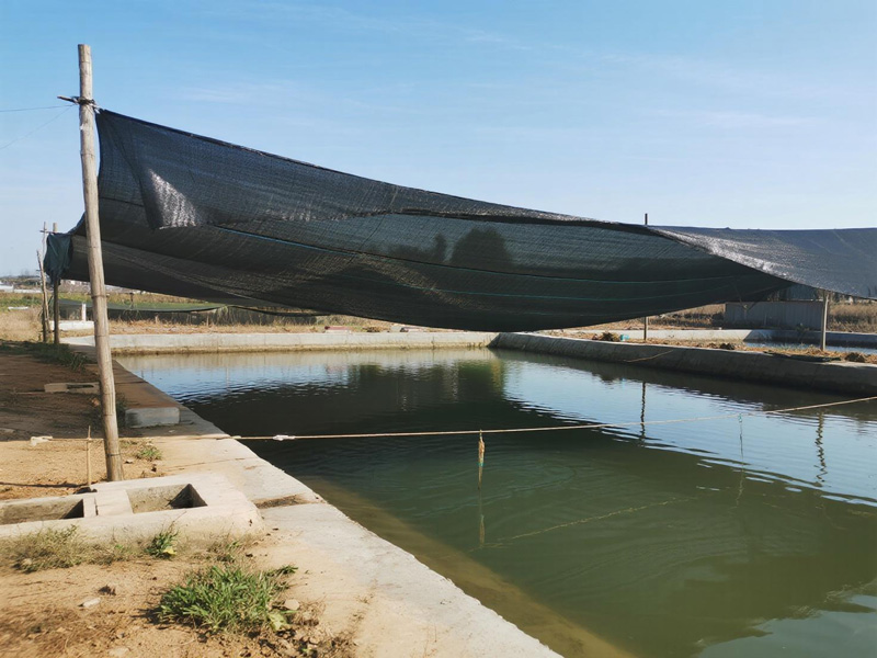 Shrimp pond with temperature regulating cover
