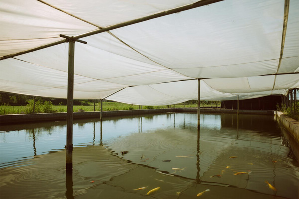 Fish farm with pond cover structure regulating water temperature