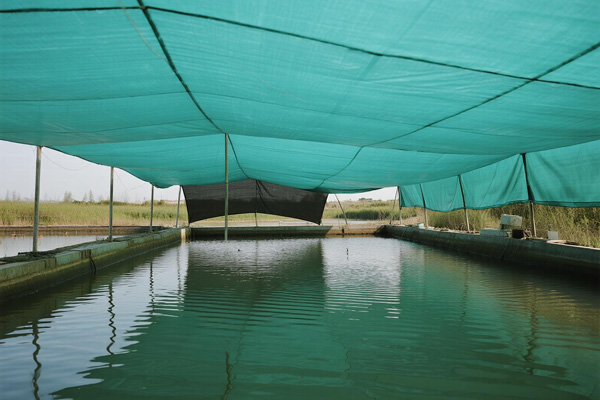 Shrimp aquaculture pond with protective cover system