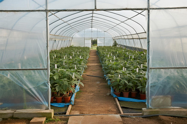 Seedling trays covered with insulation tarp in greenhouse environment