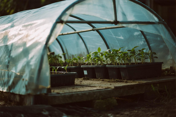 Hardening off area with flower seedlings under protective cover