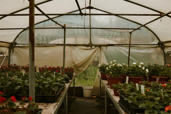 Flower cutting propagation under humidity-retaining cover