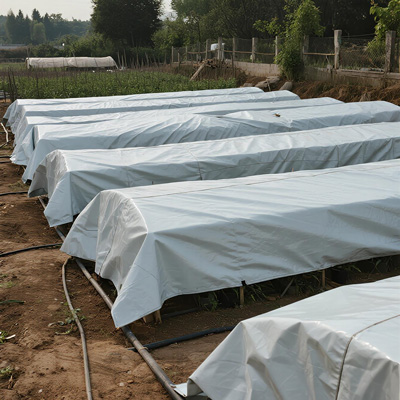 Close-up of seedling growth under controlled environment