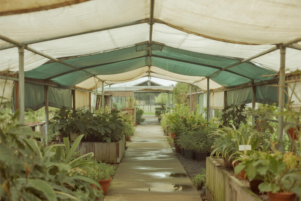 Botanical garden pathway with rain cover for visitor comfort