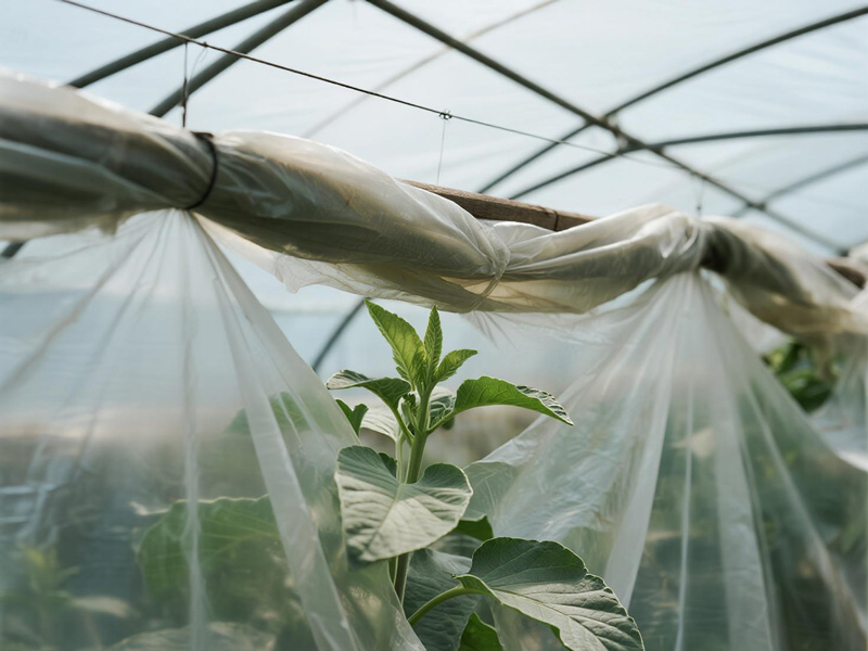 Close-up of PE greenhouse film showing clarity