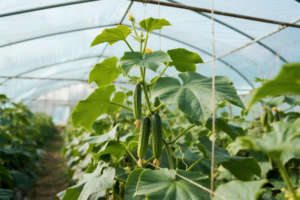 Cucumbers growing in greenhouse with inner film