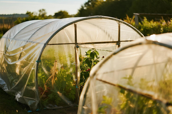 Herbs growing in greenhouse with inner film