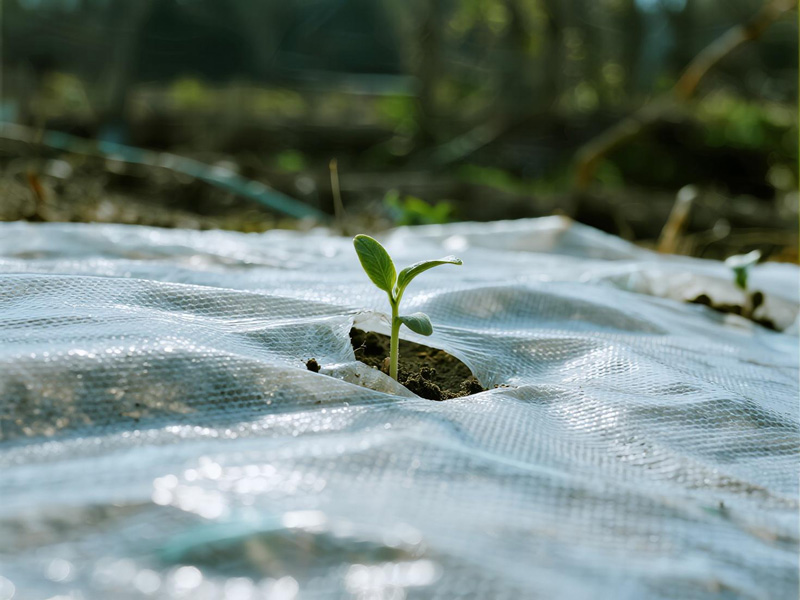 Seedlings covered with frost protection fabric in garden