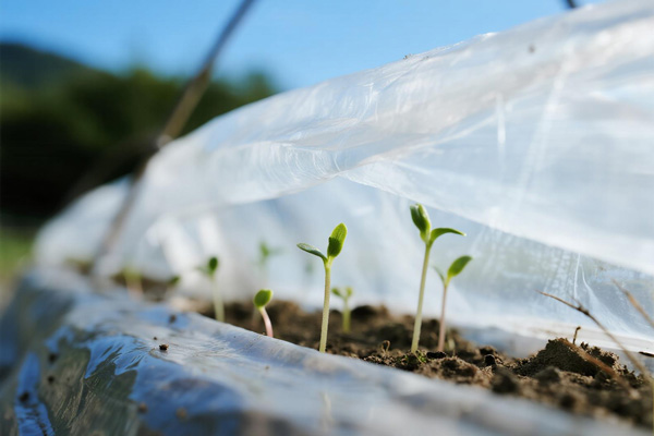 Herb seedlings protected by frost fabric