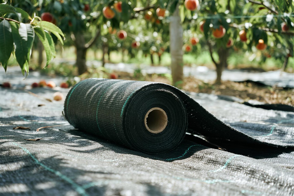 Stone fruit orchard with mesh PE fabric