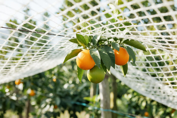 Citrus orchard using weed control fabric