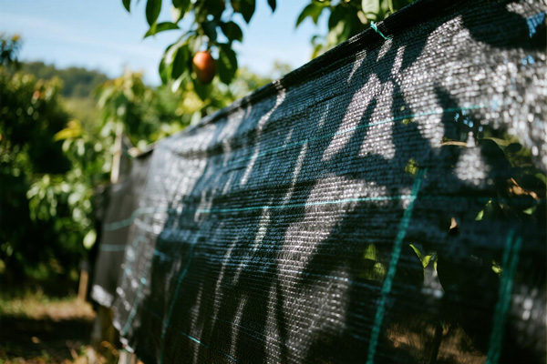 Tropical fruit trees with ground cover fabric