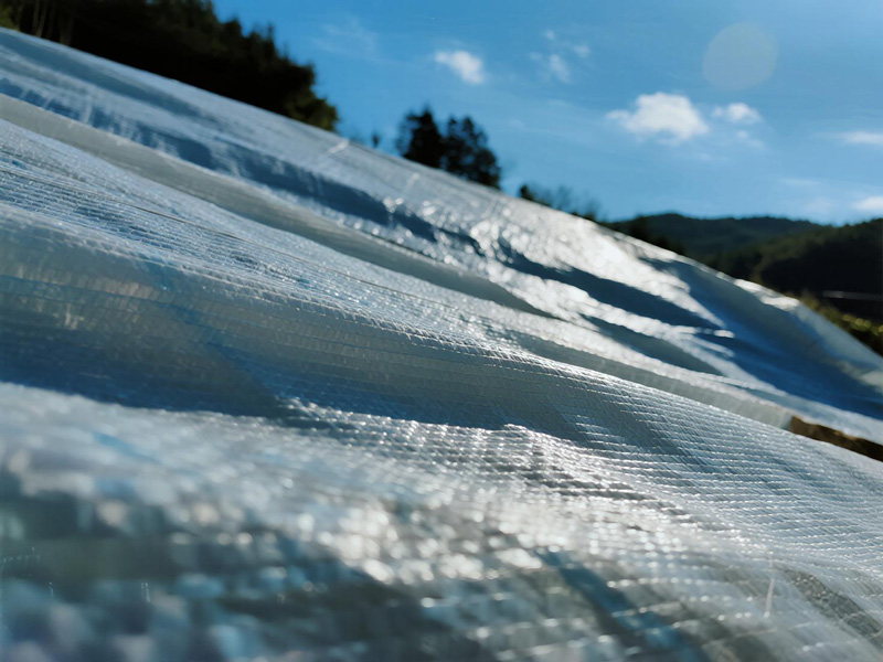 Farmers applying temporary drying cover over harvested crops