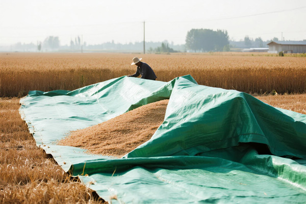 Grain drying under protective cover