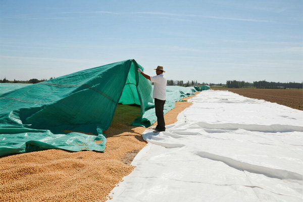 Pulses and legumes drying with protective cover