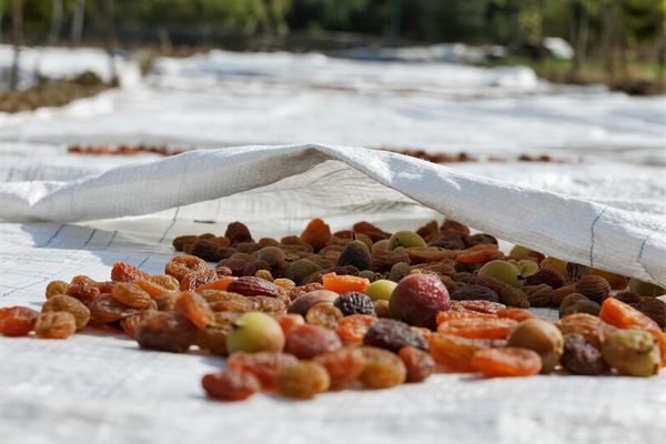 Fruits drying under agricultural cover