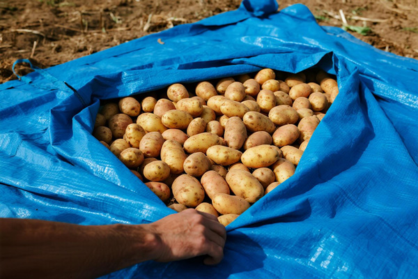 Vegetables drying with protective covering