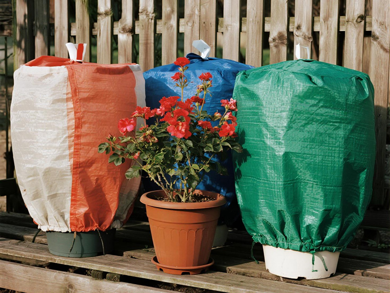 Potted plants protected by frost covers in a garden setting