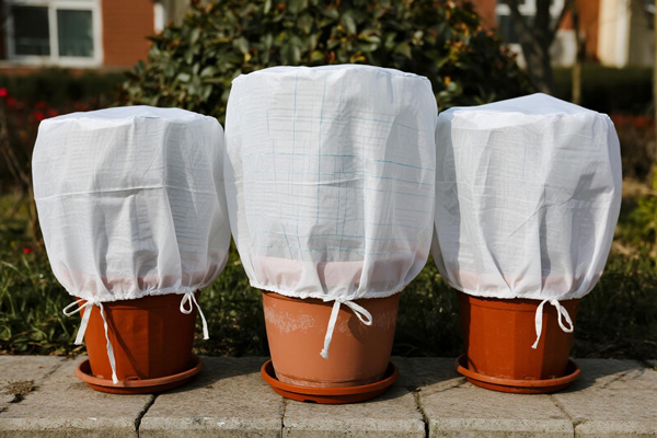 Frost cover protecting potted shrubs