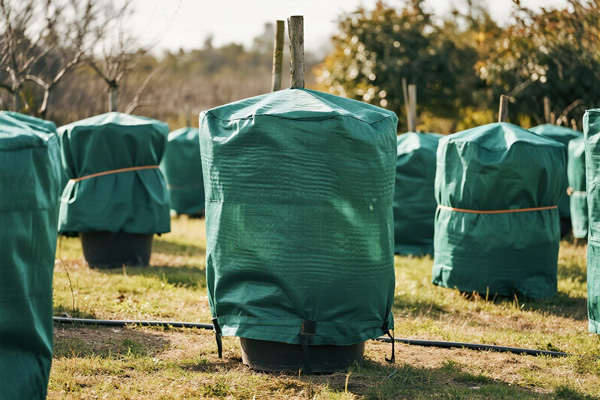 Frost protector on potted fruit trees