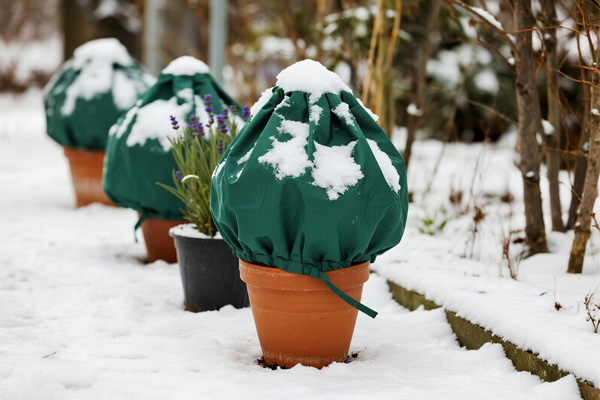 Winter protection for potted perennials