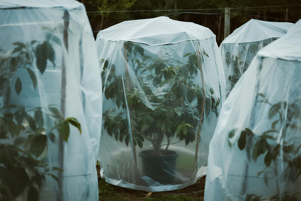 Frost cover on exotic plants in pots